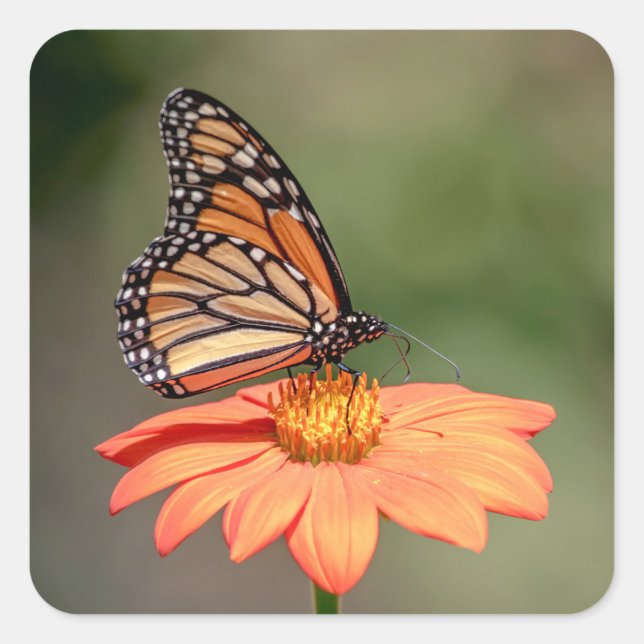 Monarchschmetterling auf einer orangen Blume Quadratischer Aufkleber (Vorderseite)