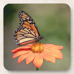 Monarchschmetterling auf einer orangen Blume Untersetzer