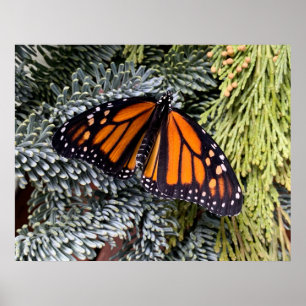 Monarchschmetterling auf Evergres Poster