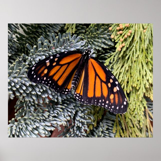 Monarchschmetterling auf Evergres Poster (Vorne)