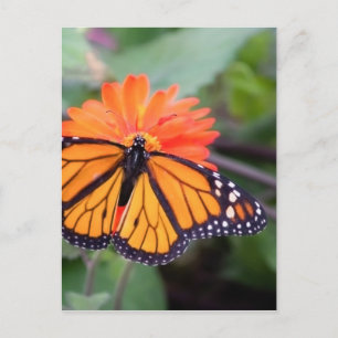 Monarchschmetterling auf orangefarbener Blume Postkarte