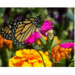 Monarchschmetterling auf rosa Marigold-Fotoskulptu Freistehende Fotoskulptur<br><div class="desc">Schöner,  farbenfroher Monarchen Schmetterling nur geboren.Ruhen Sie sich auf rosa Marigold mit goldenen Blume herum. Schöne Frühlingsflora Monarchschmetterlingsbild.Die Natur ist am besten. © Copyright Foto von Debra Carr</div>