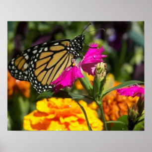 Monarchschmetterling auf rosa Marigold-Poster Poster