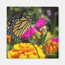 Monarchschmetterling auf rosa Ringelmagnet Magnet