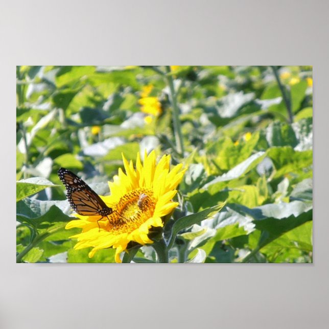 Monarchschmetterling auf Sonnenblumenposter Poster (Vorne)