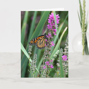 Monarchschmetterling auf Wildblume Karte