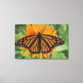 Monarchschmetterling (Danaus plexippus) auf Topf Leinwanddruck