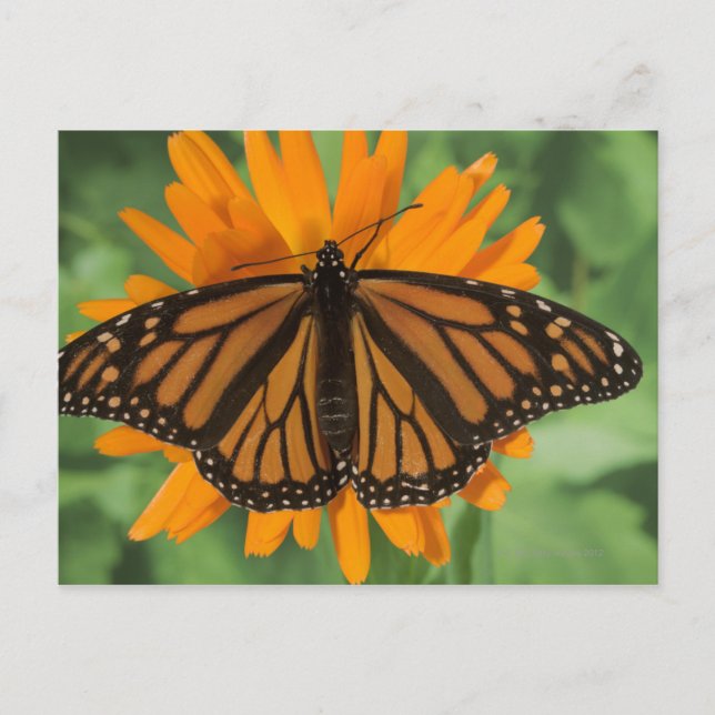 Monarchschmetterling (Danaus plexippus) auf Topf Postkarte (Vorderseite)