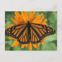Monarchschmetterling (Danaus plexippus) auf Topf