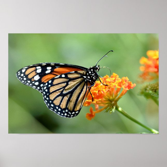 Monarchschmetterling füttre auf Blume Poster (Vorne)