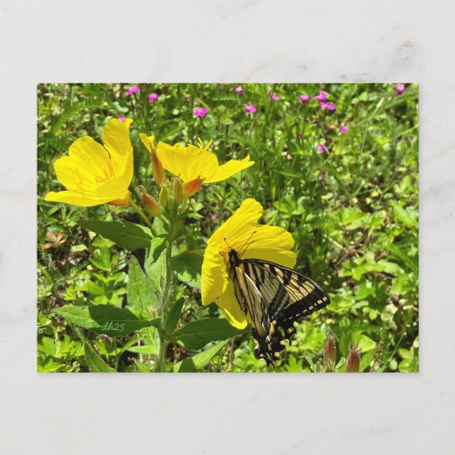 Monarchschmetterling, gelbe Gras-Postkarte ©️ Feiertagspostkarte (Vorderseite)