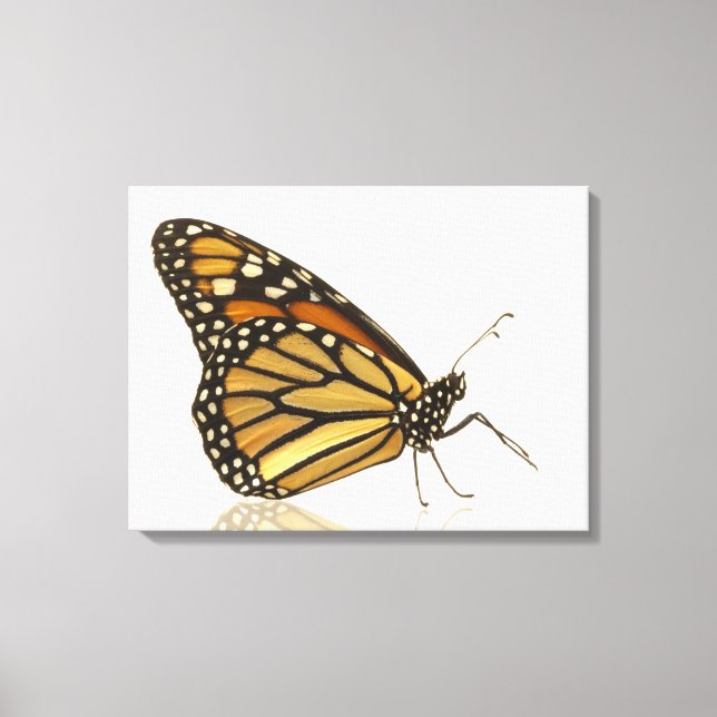 Monarchschmetterling Leinwanddruck (Vorderseite)