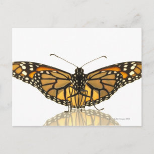Monarchschmetterling mit ausgebreiteten Flügeln Postkarte