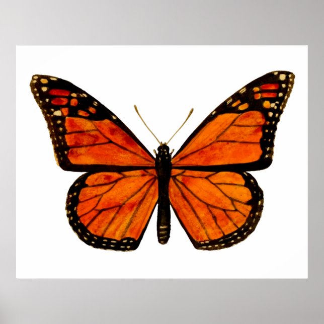 Monarchschmetterling Poster (Vorne)