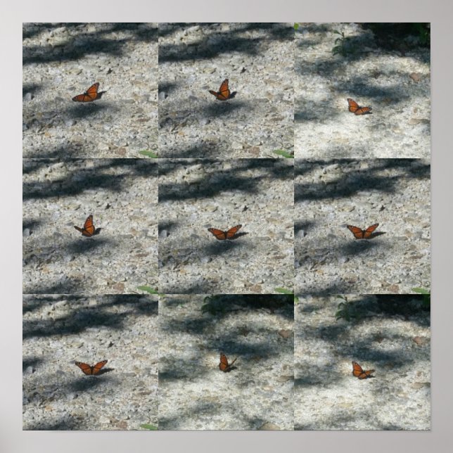 Monarchschmetterling Poster (Vorne)