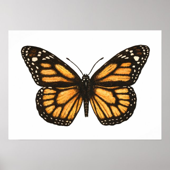 Monarchschmetterling Poster (Vorne)