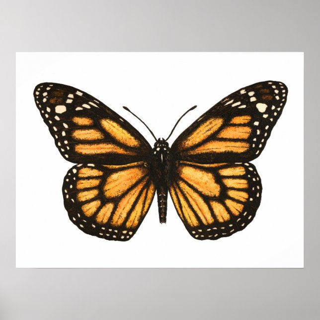 Monarchschmetterling Poster (Vorne)