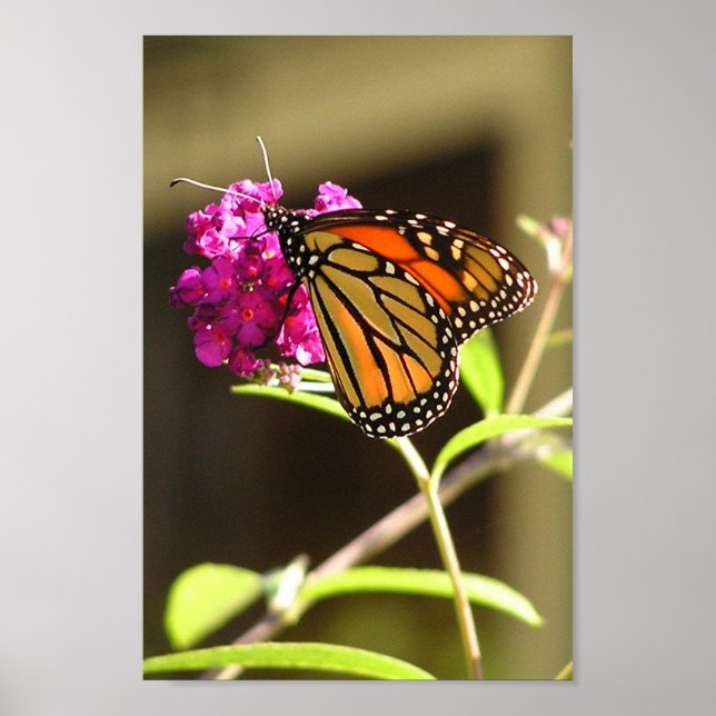 Monarchschmetterling Poster (Vorne)