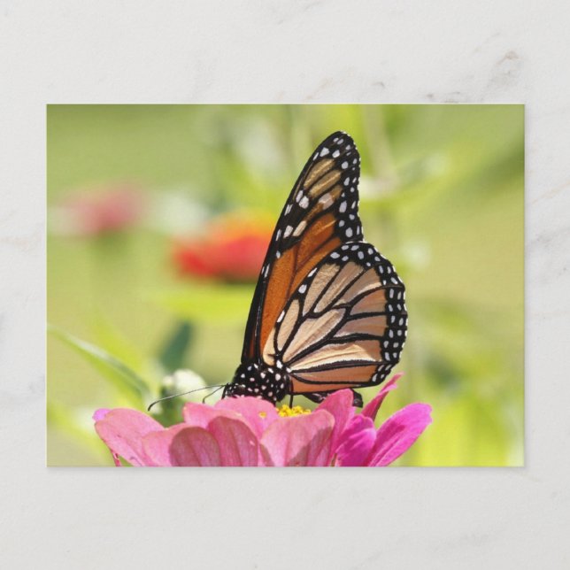 Monarchschmetterling Postkarte (Vorderseite)