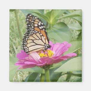 Monarchschmetterling, rosa Zinnia Magnet
