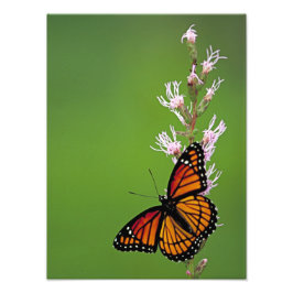 Monarchschmetterling und Blume im grünen Hintergru Fotodruck