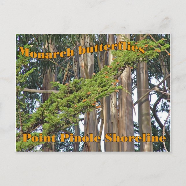 Monarchschmetterlinge am Point Pinole - Postkarte (Vorderseite)