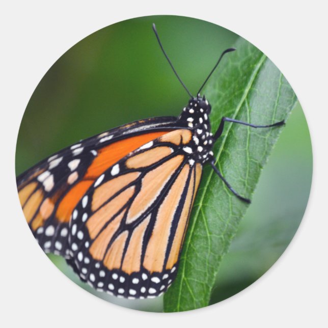 Monarchsticker Runder Aufkleber (Vorderseite)