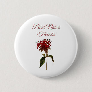 Monarda-Pflanze Einheimische Blumen Knopf Button