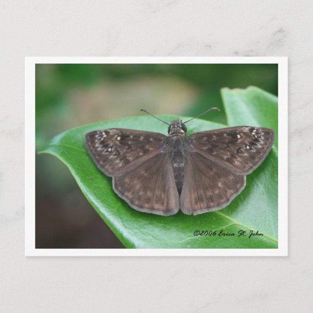 Monatliche Absichten Postkarte (Vorderseite)