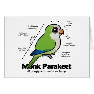 Mönchparakeet-Statistiken