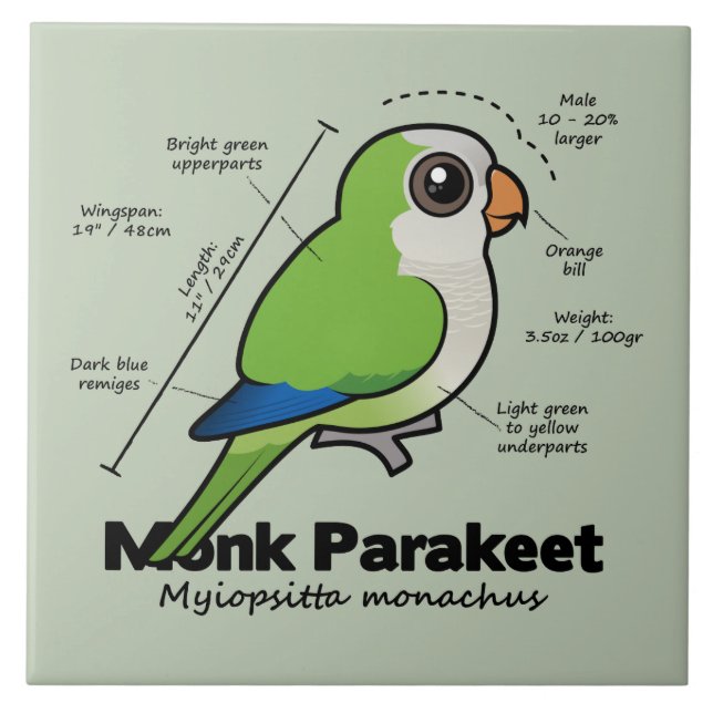 Mönchparakeet-Statistiken Fliese (Vorderseite)