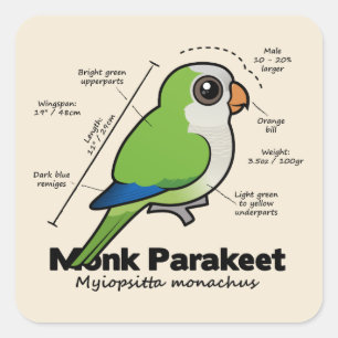 Mönchparakeet-Statistiken Quadratischer Aufkleber