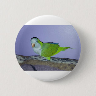 Mönchssittich Button