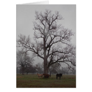 Mond-Fluss-Ranch II