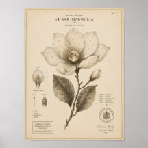 Mond-Magnolie viktorianischer botanischer Museum-D