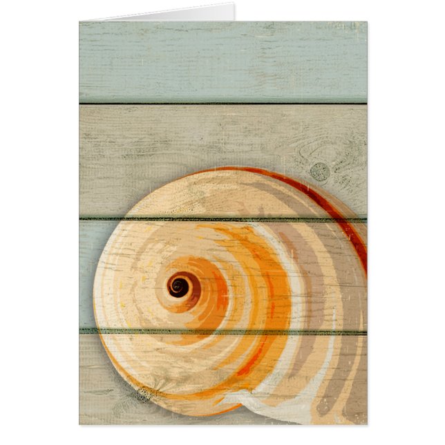 Mond-Schnecke (Vorne)