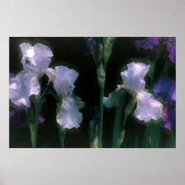 Mondbeschienene weiße Schwertlilien in Blüte Poster