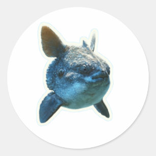 Mondfisch (Mola Mola) Aufkleber - Bali