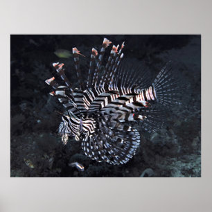 Mondfische im Korallendreieck Poster