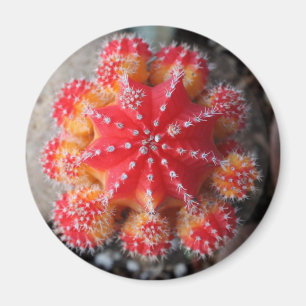 Mondkaktusmagnet Magnet