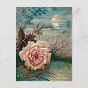 Mondlicht-Rosen-Postkarte Postkarte