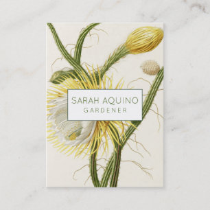 Mondlichtkaktus Visitenkarte