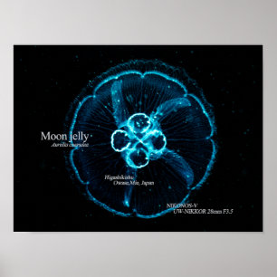 Mondqualle im Unterwasserraum Poster