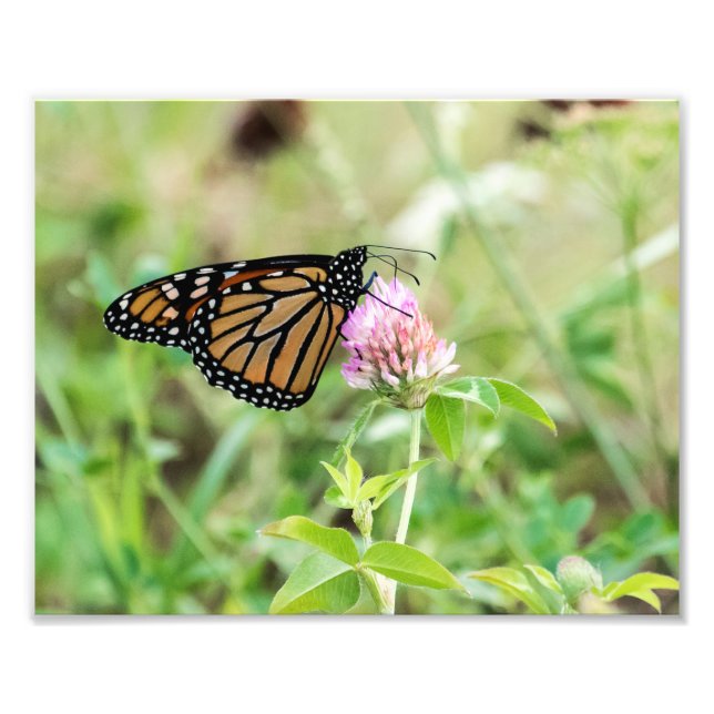 Mondschmetterling Fotodruck (Vorne)