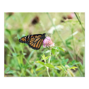 Mondschmetterling Fotodruck