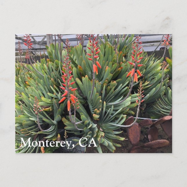 Moneterey Fan Aloe Plicatilis Post Card Postkarte (Vorderseite)