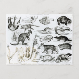 Monetremata, Edentata Postkarte