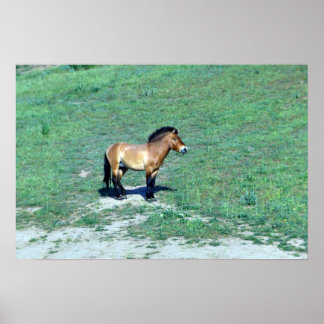 Mongolei (Przewalskii) Wildpferd Poster