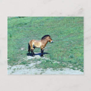 Mongolei (Przewalskii) Wildpferd Postkarte