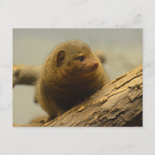 Mongoose a Tree Branch Postkarte